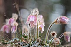 Frhlingskchenschelle - Zum Vergroessern klicken!
